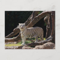 Nature Bengal White Tiger Photography