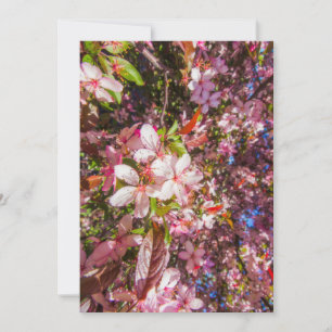 Nature blooms flowers light bloom sun Invitation