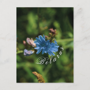 Nature Blue Corn Flower Belarus Symbol Postcard