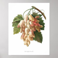 Nature,botanical print,artposter of Vitis Vinifera