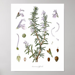 Nature,botanical print,flower art of Rosemary Poster