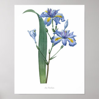 Nature,botanical print,flower art poster of Iris