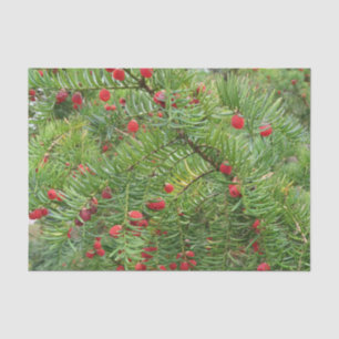 nature, branch, plant, natural, season, red, berry tissue paper