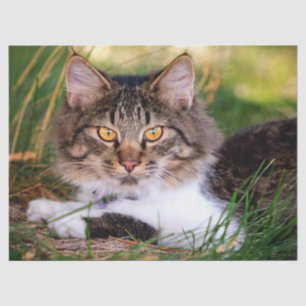 nature cat tissue paper