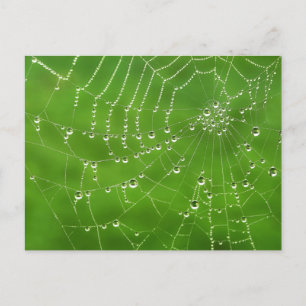 Nature Dew on Spider Web Postcard