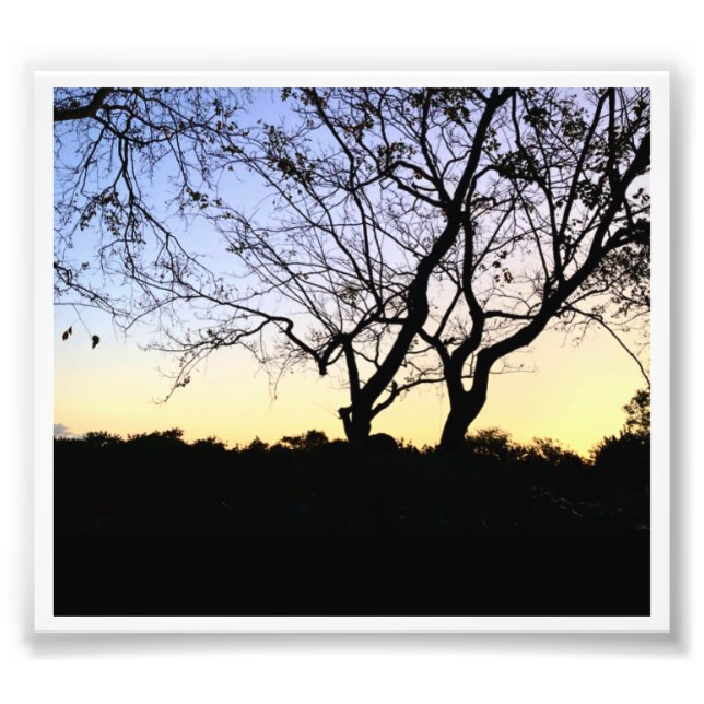 NATURE EVERGLADES PHOTO PRINT (Front)