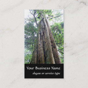 Nature/Evergreen Cypress Tree Business Card