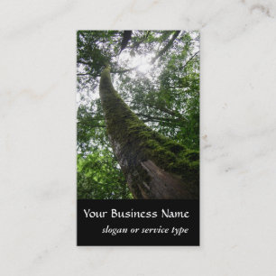 Nature/Evergreen Cypress Tree Business Card