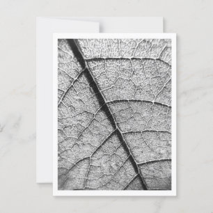 Nature Fine Art photography postcard