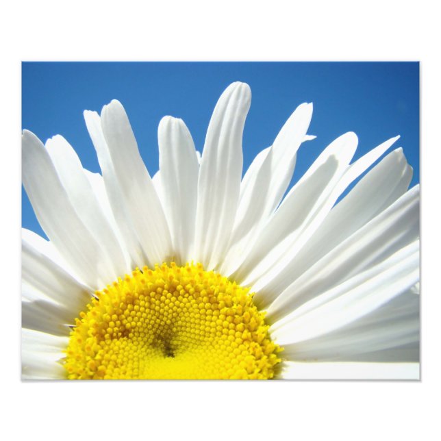 Nature Floral Photography Prints Daisy Decorative (Front)