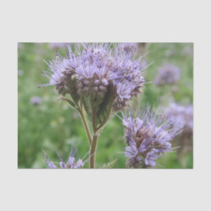 nature, flower, summer, purple, blossom, floral, tissue paper