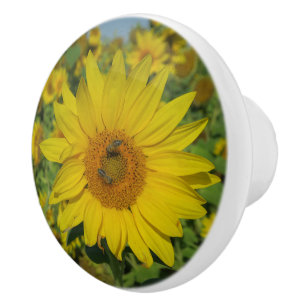 nature, flower, summer, sunflower, blossom, floral ceramic knob