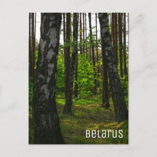 Nature Forest Birch Trees Landscape Belarus Postcard