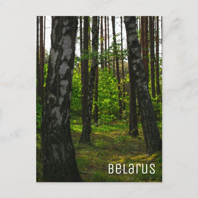 Nature Forest Birch Trees Landscape Belarus Postcard (Front)
