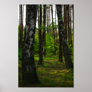 Nature Forest Birch Trees Landscape Belarus Poster