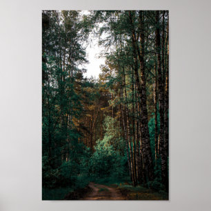Nature Forest Birch Trees Landscape Belarus Poster