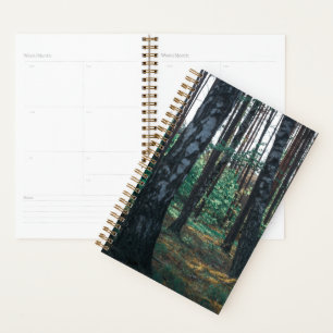 Nature Forest Birch Trees Landscape Planner