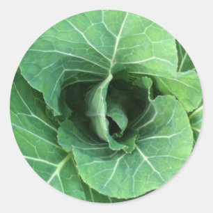 Nature Green cabbage Classic Round Sticker