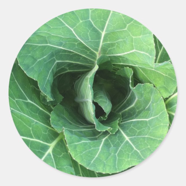 Nature Green cabbage Classic Round Sticker (Front)