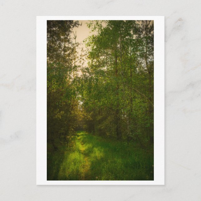 Nature Green Trees Forest Landscape Belarus Postcard (Front)