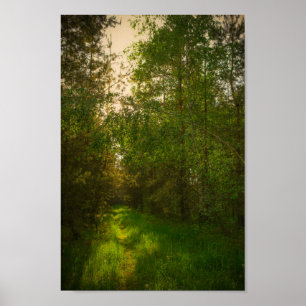 Nature Green Trees Forest Landscape Belarus Poster