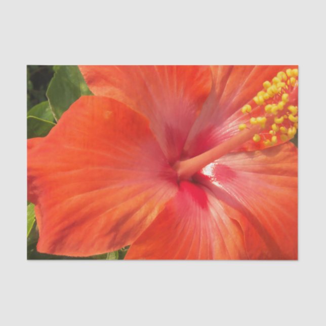 nature, hibiscus, flower, summer, floral, tropical tissue paper (Front)