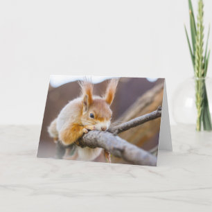 Nature Inspirations A Very Comfortable Squirrel Card