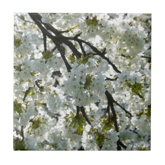 Nature Inspirations Cherry Blossoms Tile (Front)