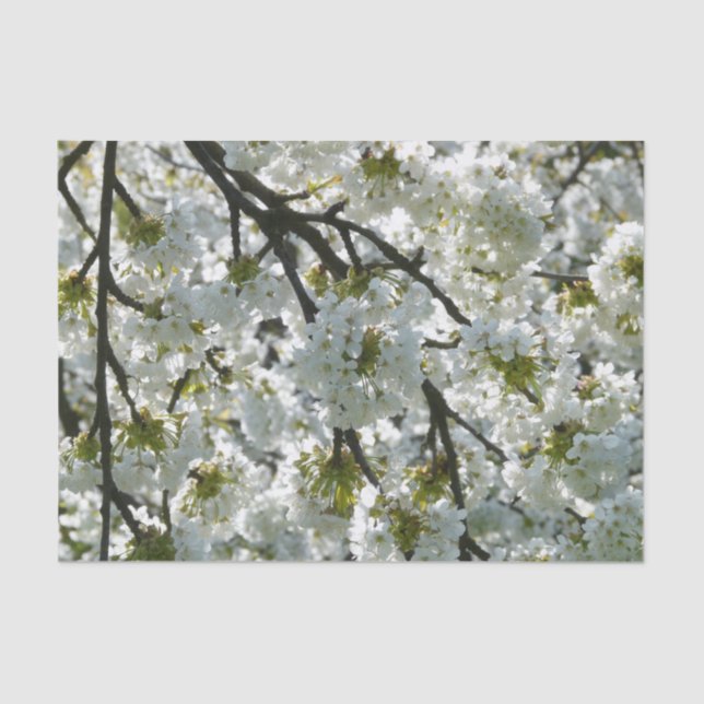 Nature Inspirations Cherry Blossoms Tissue Paper (Front)