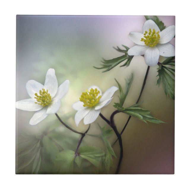 Nature Inspirations Delicate White Flowers Tile (Front)