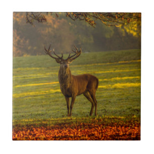 Nature Inspirations Regal Buck Tile