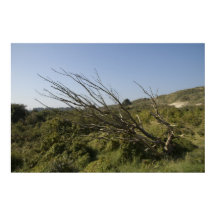 Nature is lonely sometimes