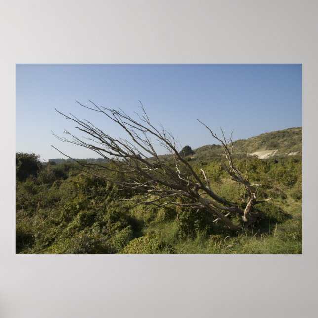 Nature is lonely sometimes poster (Front)