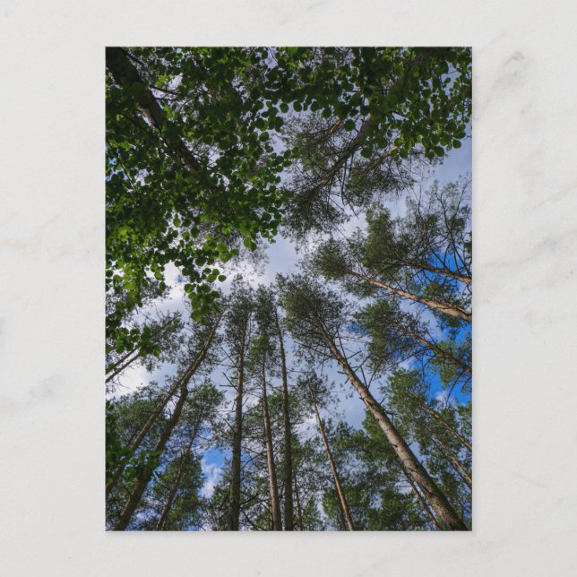 Nature Landscape Look Up Forest Belarus Postcard (Front)