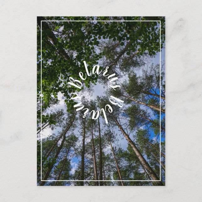 Nature Landscape Look Up Forest Belarus Postcard (Front)