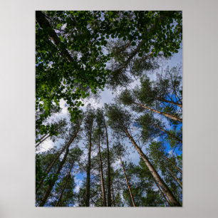 Nature Landscape Look Up Forest Belarus Poster