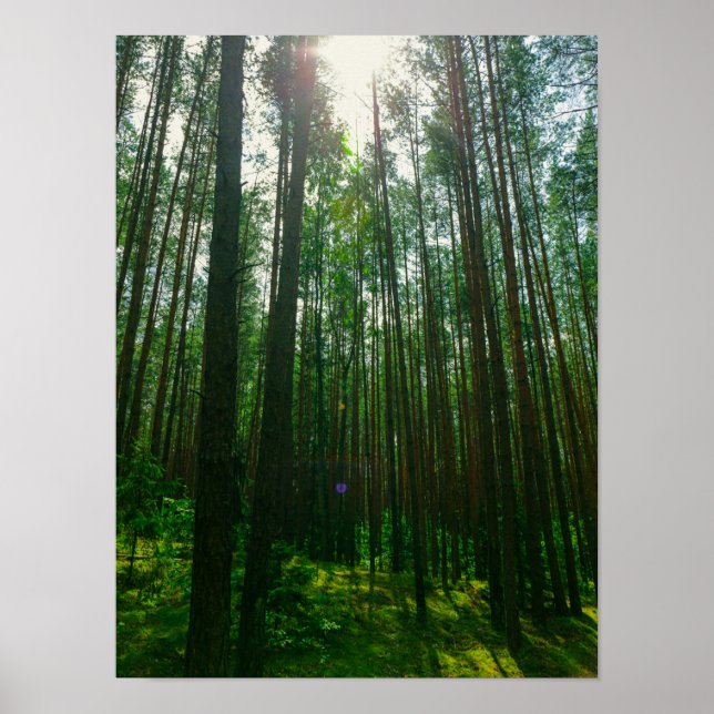 Nature Landscape Look Up Forest Belarus Poster (Front)