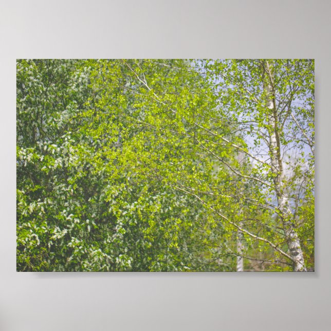 Nature Landscape Rural Scenery Birch Trees  Poster (Front)