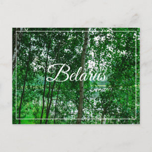 Nature Landscape Scenery Birch Belarus Postcard