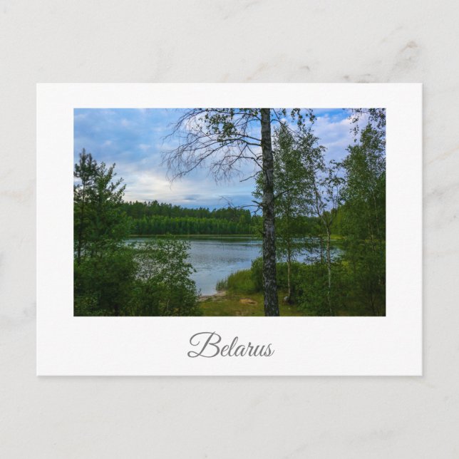 Nature Landscape Scenery Birch Belarus Postcard (Front)