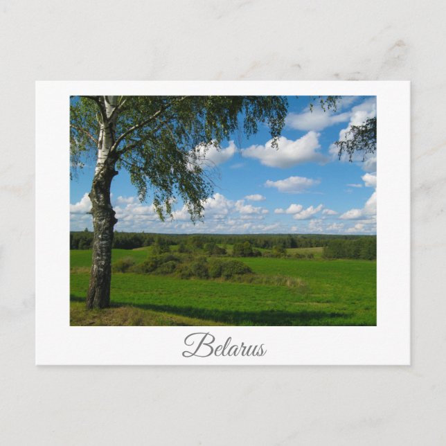 Nature Landscape Scenery Birch Belarus Postcard (Front)