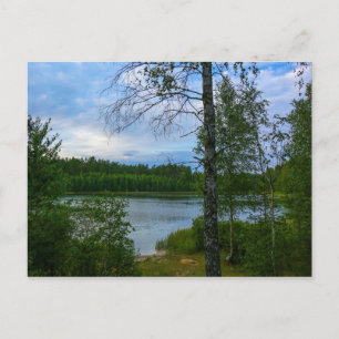 Nature Landscape Scenery Birch Belarus Postcard