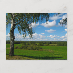Nature Landscape Scenery Birch Belarus Postcard