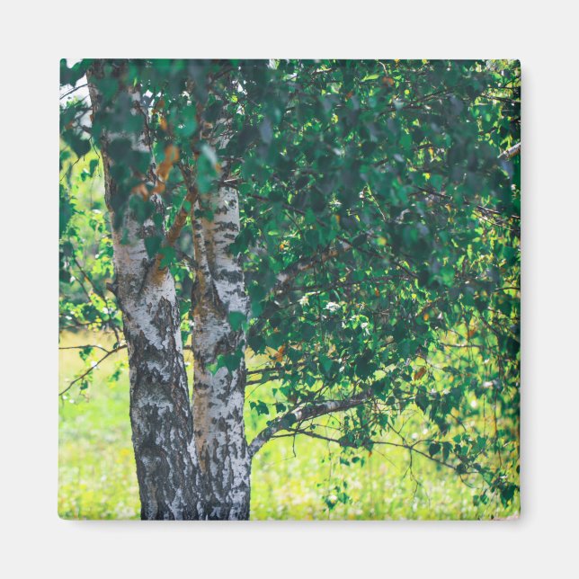 Nature Landscape Scenery Birch Tree Magnet (Front)