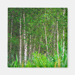 Nature Landscape Scenery Birch Trees Magnet