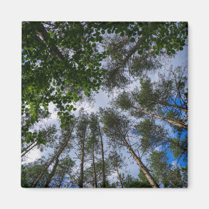 Nature Landscape Scenery Forest Belarus Magnet