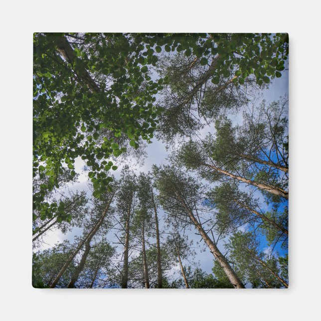 Nature Landscape Scenery Forest Belarus Magnet (Front)