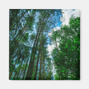 Nature Landscape Scenery Forest Belarus Magnet