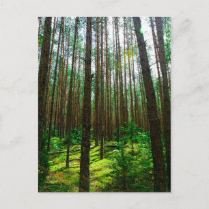 Nature Landscape Scenery Forest Belarus Postcard