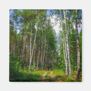 Nature Landscape Scenery Forest Birch Belarus Magnet